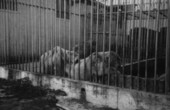Polar bears at the Ringling Bros. Circus winter headquarters in Sarasota, Florida.