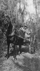 Women driving a horse-drawn cart in Hibernia.