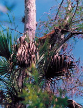Female Florida Panther in a tree - Big Cypress Swamp, Florida.