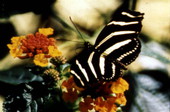 State butterfly of Florida