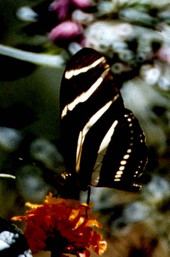 State butterfly of Florida