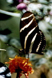 State butterfly of Florida
