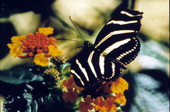 State butterfly of Florida