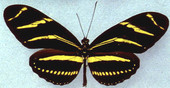 State butterfly of Florida