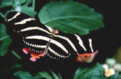 State butterfly of Florida