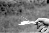 Insect