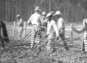 Raiford Prison inmates plowing a field - Raiford, Florida