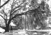 View of C.C.C. Co. 1431 P-63 camp - Bronson, Florida