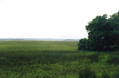 Marshes at Big Talbot Island State Park - Jacksonville, Florida .