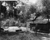 Pig in the farmyard of a house used in filming the motion picture ?The Yearling?