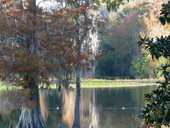 Scenic view at the Edward Ball Wakulla Springs State Park