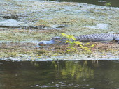 View showing an alligator at the Edward Ball Wakulla Springs State Park