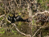 View of Anhinga at the Edward Ball Wakulla Springs State Park