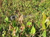 View showing alligator in the vegetation at the Edward Ball Wakulla Springs State Park