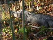 Close-up view of alligator at the Edward Ball Wakulla Springs State Park