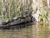 View of turtles on a log with an alligator at the Edward Ball Wakulla Springs State Park
