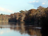 Scenic view at the Edward Ball Wakulla Springs State Park