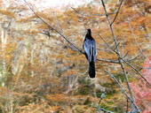 View of Anhinga on a tree branch at the Edward Ball Wakulla Springs State Park