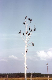 View of birds in a tree at the St. Marks Wildlife Preserve - Wakulla County, Florida