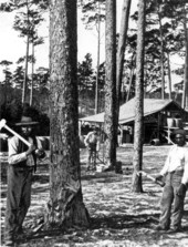 Workers with turpentine still in the background