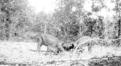 Wild pigs near Lake Bradford