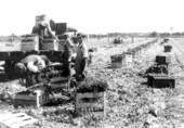 Crates of celery being loaded onto a truck