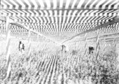 Standard Fern Nursery - Fern Park, Florida