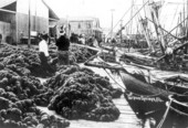 Sponge fleet boats at a sponge filled dock - Tarpon Springs, Florida