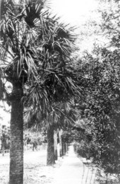 Oleander walk - Tarpon Springs, Florida