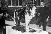 SAE's "decorated" lion - Tallahassee, Florida