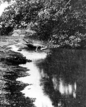 Alligator in the Miami River