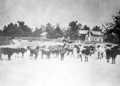 Cattle on their way to Tampa market - Kissimmee, Florida