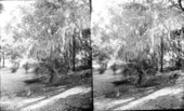 The Pinard homesite on Gulf Stream Avenue - Sarasota, Florida