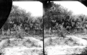 View of the yard of the Pinard home on Gulf Stream Avenue - Sarasota, Florida.