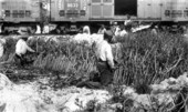 Cassava seedbeds - Lake Mary, Florida