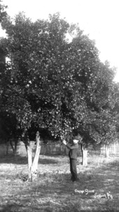 Boy picks orange in Dean's orange grove - Sanford, Florida