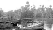 Logging operation on the Wekiva River