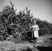 Migrant fruit picker - Hernando County, Florida