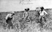Tomato picking in Fort Lauderdale.