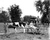 Four children on an ox cart - Tallahassee, Florida.