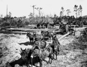 Mules hauling logs using high-wheelers from logging site - Dixie County, Florida