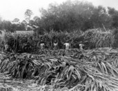 Sugarcane near Sopchoppy