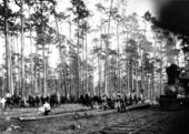 Logging camp operation of the Weaver Loughridge Lumber Company