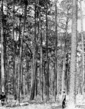 Mr. Sears and Mr. Loughridge in pine forest - Taylor County, Florida