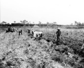 Celery harvesting