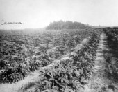 Cassava field - Kissimmee, Florida
