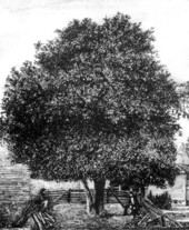 The largest orange tree in Florida - Alachua County, Florida
