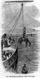 Landing horses from the ships.