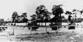 Young citrus trees