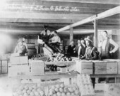 W.B. Lyle and others pack oranges at Lenon Company - Palmetto, Florida